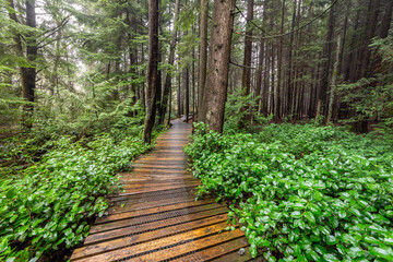 Fototapeta premium Tranquil Boardwalk through Burns Bog, North Delta