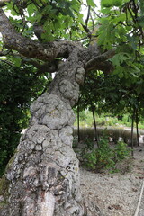 vieux figuier