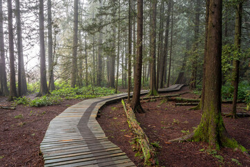 Obraz premium A wooden pathway in Burns Bog, Delta, BC, winds through a lush, misty forest
