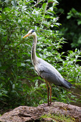 A grey heron perched on a rock looking for prey