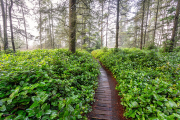 A narrow wooden path winds through lush, dense greenery and tall trees in a serene forest