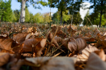 autumn leaves dried yellow in the city park view from below against the blue sky autumn walks back to school autumn has come