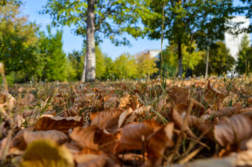 autumn leaves dried yellow in the city park view from below against the blue sky autumn walks back to school autumn has come