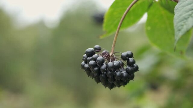 Close-up of a branch of Eleutherococcus senticosus with fruits.