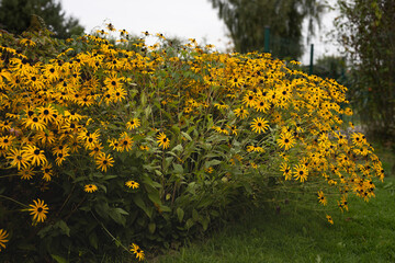 Obraz premium Vibrant Yellow Flowers in a Lush Green Garden, Capturing the Beauty of Nature in Full Bloom