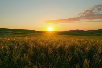 Fototapeta premium Bright sunset over green field.
