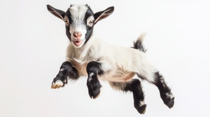 Fototapeta premium Adorable Baby Goat Jumping in the Air