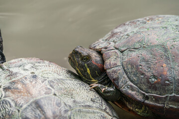 Close up view of European pond turtles