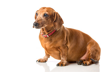 Brown Dachshund dog portrait isolated over white background