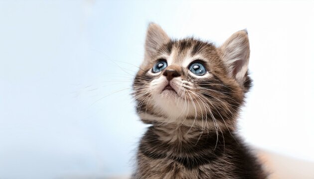 Cute Baby Cat Images Browse 311 Stock Photos Vectors and Video Adobe Stock