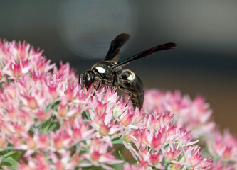 White-Striped Black Mason Wasp on Pink Sedum Plant