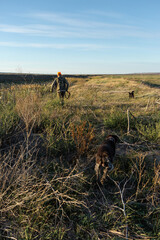 Mature man hunter with gun while walking on field.