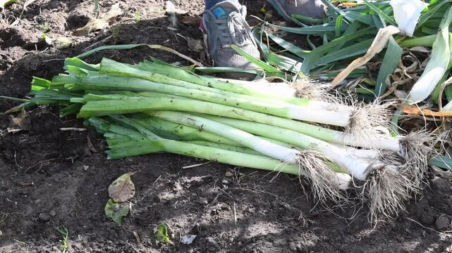 female gardener picking old leaves off freshly dug ripe leeks lying in a pile in a garden bed, organic gardening, farming concept and growing vegetables during crisis,