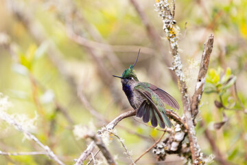 Beija-flor-de-topete-verde (Stephanoxis lalandi)