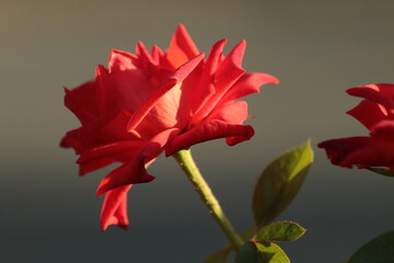 red rose on black background