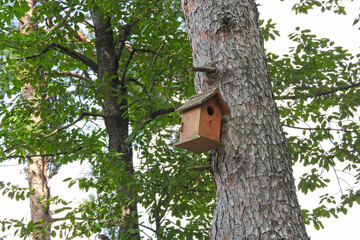 green trees forest landscape photo