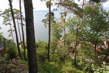 green trees forest landscape photo