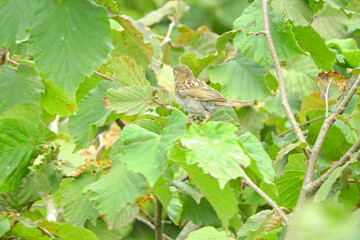 old world sparrows bird photo