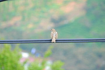 old world sparrows bird photo