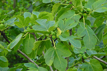 Obraz premium Figs on natural fig tree