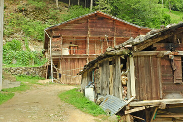 green trees forest landscape photo