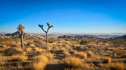 A couple of joshua trees