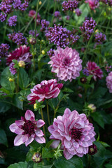 Waterlily Dahlias Lilac and purple colors