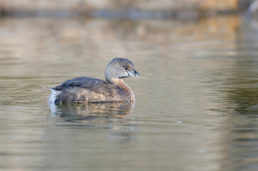 Pied-billed Grebe