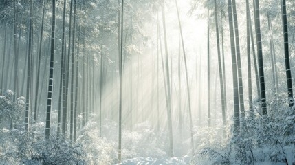 Naklejka premium Sunbeams through a Snowy Bamboo Forest