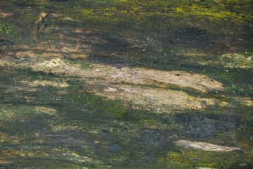 The Enigmatic Dance of Colors: A Close-Up Exploration of Textured Wood Revealing Nature's Intricate...