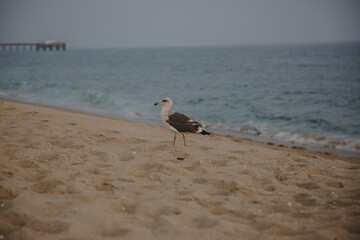 Single Seagull Bird on Sandy Beach, Solitary Seagull on a Tranquil Beach, Seagull Standing on Shoreline Sand, Seagull Alone on Beach at Sunset