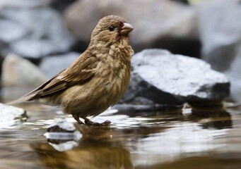 sparrow on a rock