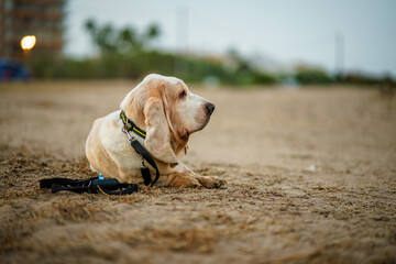 Domestic Basset Hound Dog Seen in Profile Resting Lying on the Dirt Ground with the Leash on During His Walk Outside