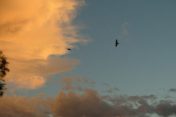 evening breeze 