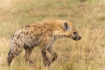 Tüpfelhyäne in Kenia