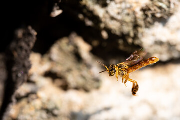 Stingless bee hovering close to honeycomb. Tetragonisca angustula