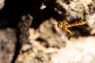 Stingless bee hovering close to honeycomb. Tetragonisca angustula