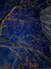 New York City, NY, USA