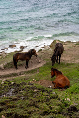 Brown Horses on Coastal Cliffs in Cornwall with Sea Background