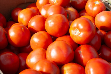 Fresh tomatoes. Organic vegetables in cardboard box. Lots of healthy food. Tomatoes on farmer market counter. Delicious vegetables for making salad. Healthy food. Lots of tomatoes with sun highlights