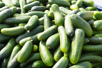 Fresh cucumbers. Bunch of farm vegetables. Background of green cucumbers. Healthy vegetables for making salad. Organic cucumbers on supermarket counter. Food filled with natural vitamins