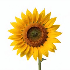 Obraz premium A bright yellow sunflower with a large center and vibrant petals against a white background