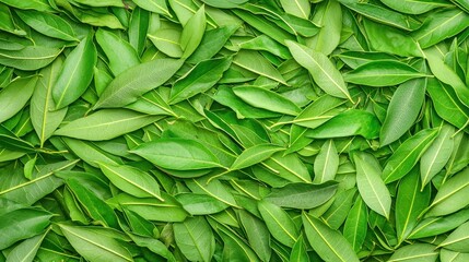 Green Bay Leaves Texture Background   Natural Herb Spice Aroma