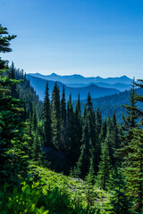 forest in the mountains