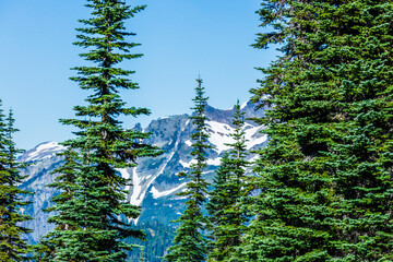 forest in the mountains