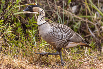 Nene Goose - State Bird of Hawaii