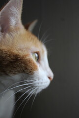 Gato blanco y naranja 