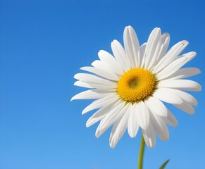 A white daisy flower with yellow center against a clear blue sky