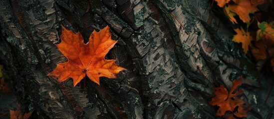 Leaf In Autumn Lonely Leaf On The Tree In Autumn