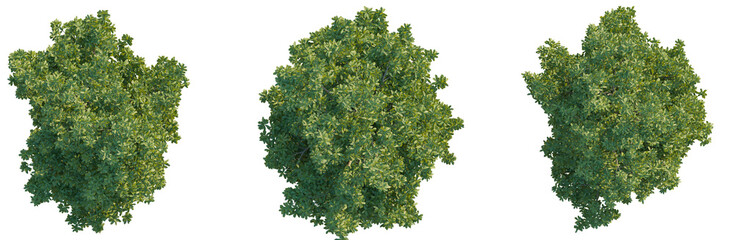 Obraz premium Michelia mediocris tree plan top view png cutout isolate